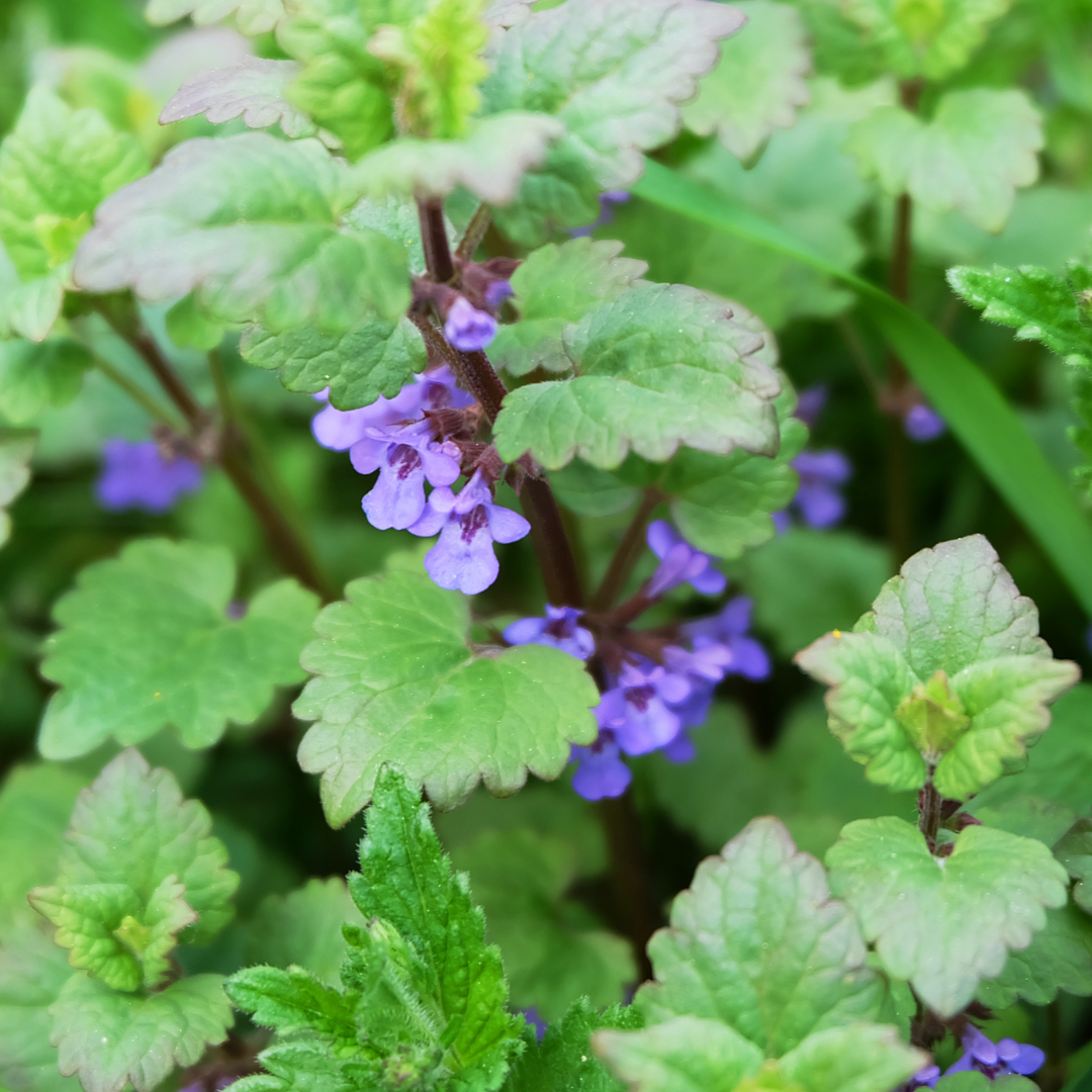 Catnip Tincture